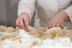 La main modèle la laine de mouton